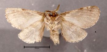 Media type: image;   Entomology 622631 Aspect: habitus ventral view